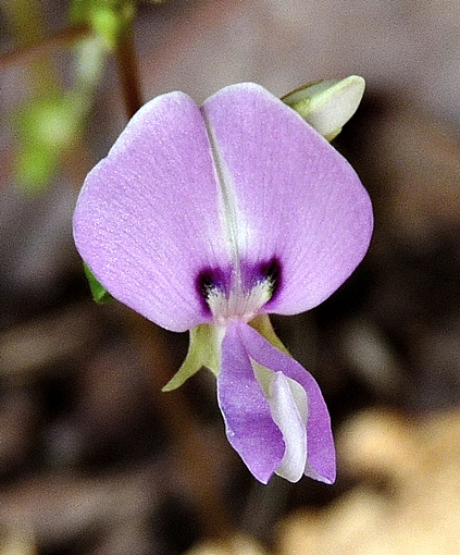 {Desmodium rotundifolium